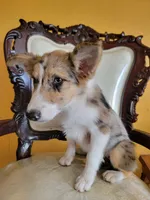 Sparky , a female Border Collie for sale in Chula Vista, CA – 5 of 10