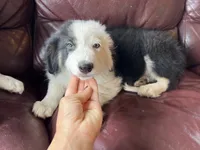 Cookie, a male Border Collie for sale in Chula Vista, CA – 4 of 10