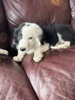 Cookie, a male Border Collie for sale in Chula Vista, CA – 9 of 10