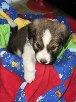 Teddy, a male Border Collie for sale in Chula Vista, CA – 7 of 10