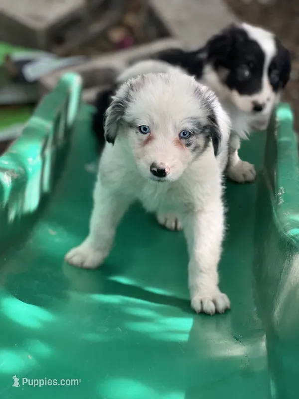 Nathanael  – Border Collie puppy for sale in Chula Vista, CA