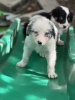 Nathanael , a male Border Collie for sale in Chula Vista, CA – 1 of 10