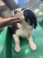 Tony, a male Border Collie for sale in Chula Vista, CA – 4 of 10