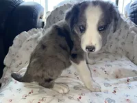 Jolly Rancher, a male Australian Shepherd and Border Collie for sale in Chula Vista, CA – 5 of 10