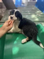 Tony, a male Border Collie for sale in Chula Vista, CA – 9 of 10
