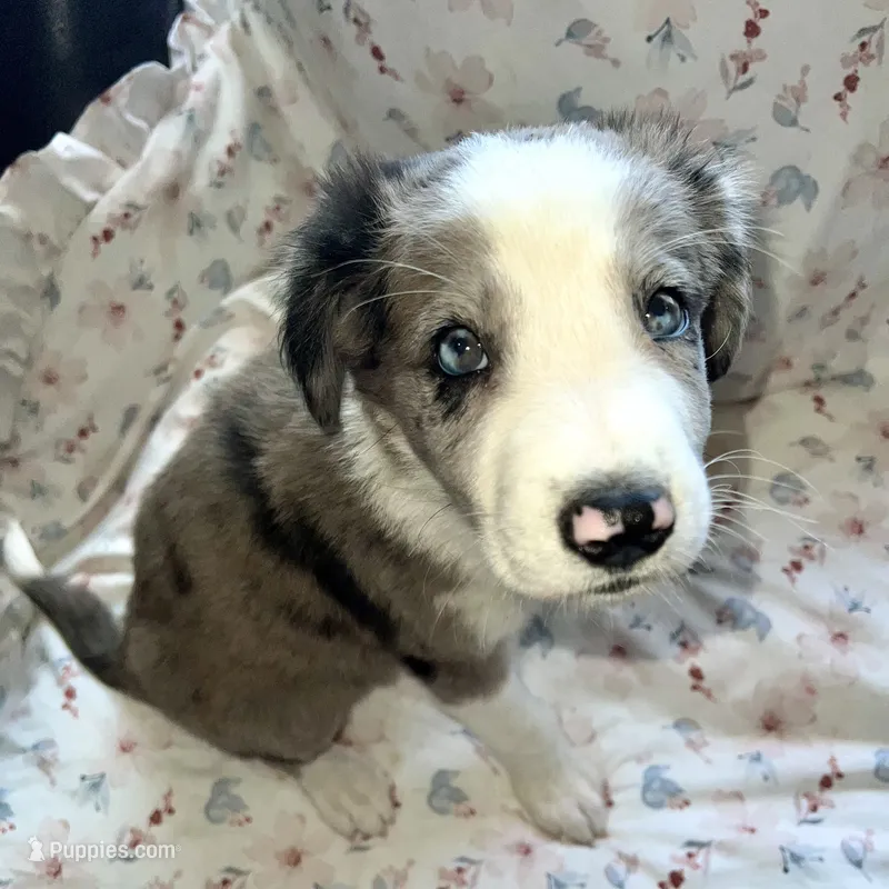 Jolly Rancher – Australian Shepherd, Border Collie puppy for sale in Chula Vista, CA