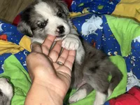 Bruce, a male Border Collie for sale in Chula Vista, CA – 3 of 10