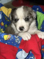 Bruce, a male Border Collie for sale in Chula Vista, CA – 6 of 10