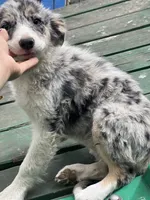 Candy, a male Border Collie for sale in Chula Vista, CA – 10 of 10