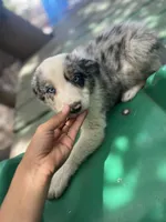Luka, a male Border Collie for sale in Chula Vista, CA – 7 of 8