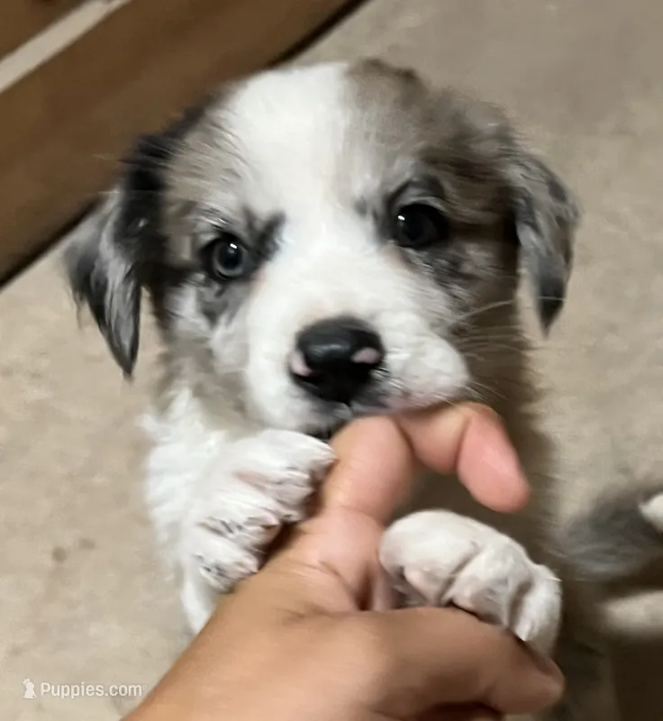 Bruce – Border Collie puppy for sale in Chula Vista, CA