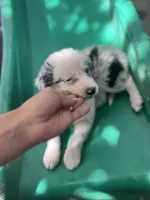 Nathanael , a male Border Collie for sale in Chula Vista, CA – 7 of 10