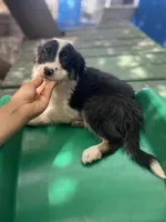 Tony, a male Border Collie for sale in Chula Vista, CA – 7 of 10
