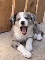 Buckaroo, a male Australian Shepherd and Border Collie for sale in Chula Vista, CA – 1 of 10