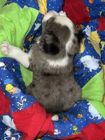 Clark, a male Border Collie for sale in Chula Vista, CA – 8 of 9