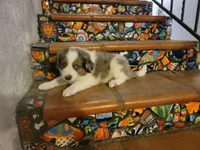 Johnny, a male Border Collie for sale in Chula Vista, CA – 2 of 10