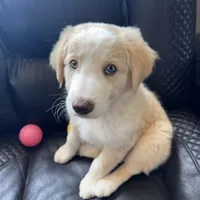 Wayne, a male Australian Shepherd and Border Collie for sale in Chula Vista, CA – 9 of 10