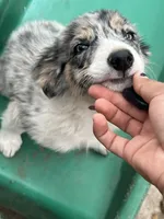 Candy, a male Border Collie for sale in Chula Vista, CA – 8 of 10