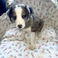 Jolly Rancher, a male Australian Shepherd and Border Collie for sale in Chula Vista, CA – 3 of 10