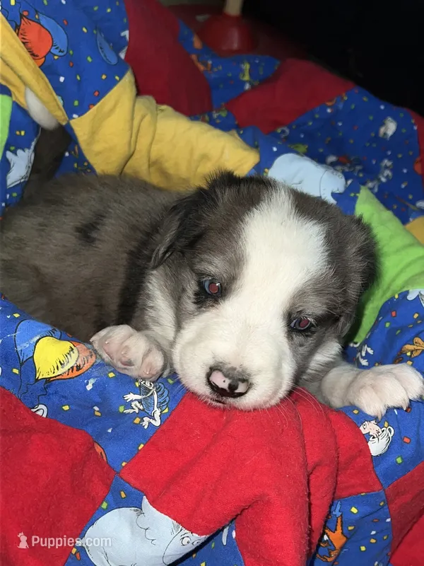 Clark – Border Collie puppy for sale in Chula Vista, CA