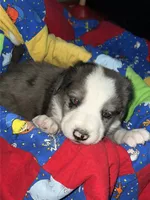 Clark, a male Border Collie for sale in Chula Vista, CA – 1 of 9