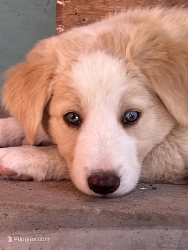Wayne – Australian Shepherd, Border Collie puppy for sale in Chula Vista, CA