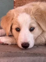 Wayne, a male Australian Shepherd and Border Collie for sale in Chula Vista, CA – 6 of 10