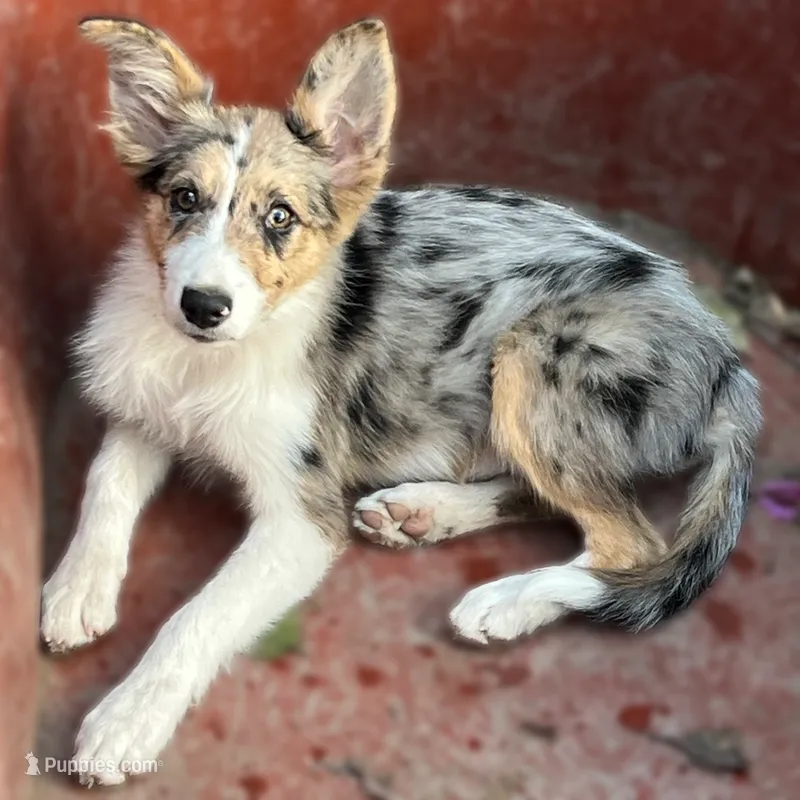 Sparky  – Border Collie puppy for sale in Chula Vista, CA