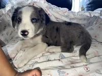 Jolly Rancher, a male Australian Shepherd and Border Collie for sale in Chula Vista, CA – 7 of 10