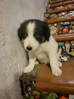 Waylon, a male Border Collie for sale in Chula Vista, CA – 8 of 10