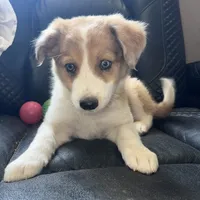 Dixie, a female Australian Shepherd and Border Collie for sale in Chula Vista, CA – 4 of 10