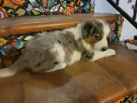 Johnny, a male Border Collie for sale in Chula Vista, CA – 6 of 10