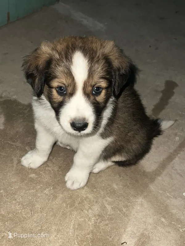 Teddy – Border Collie puppy for sale in Chula Vista, CA