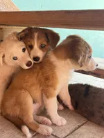Peaches, a female Australian Shepherd and Border Collie for sale in Chula Vista, CA – 7 of 10