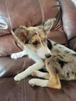 Sparky , a female Border Collie for sale in Chula Vista, CA – 8 of 10