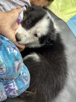 Prince, a male Border Collie for sale in Chula Vista, CA – 6 of 7