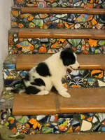 Waylon, a male Border Collie for sale in Chula Vista, CA – 10 of 10