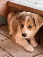 Dixie, a female Australian Shepherd and Border Collie for sale in Chula Vista, CA – 8 of 10