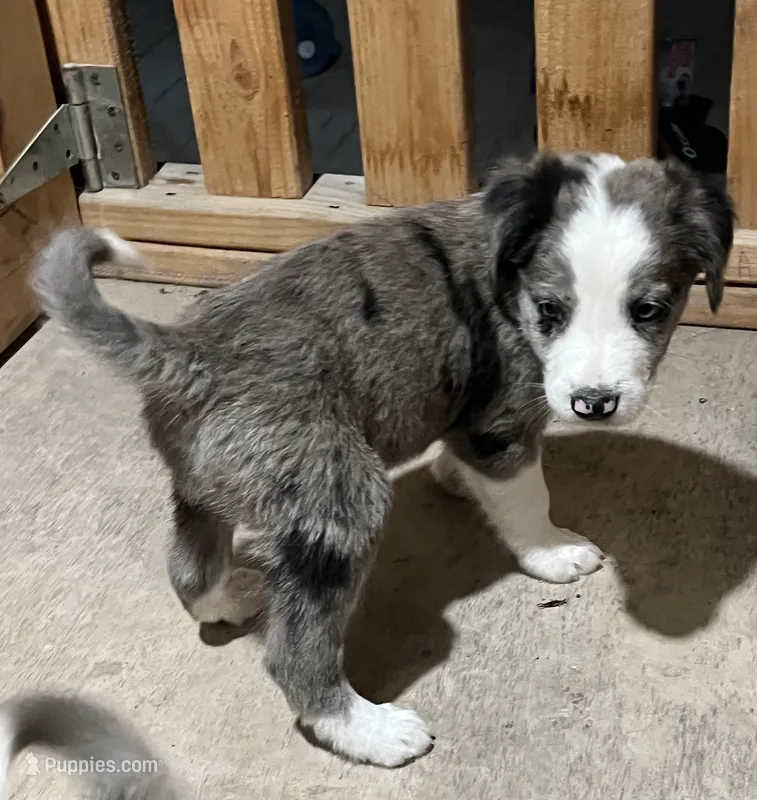 Clark – Border Collie puppy for sale in Chula Vista, CA