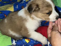 Jasmine, a female Border Collie for sale in Chula Vista, CA – 8 of 10