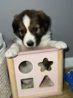 Teddy, a male Border Collie for sale in Chula Vista, CA – 8 of 10