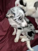 Grumpy, a female Border Collie for sale in Chula Vista, CA – Photo 9 of 9