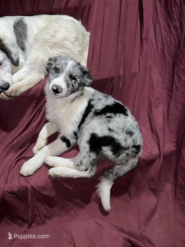 Grumpy, a female Border Collie for sale in Chula Vista, CA – Photo 1 of 9