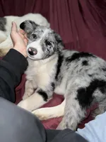 Grumpy, a female Border Collie for sale in Chula Vista, CA – Photo 4 of 9