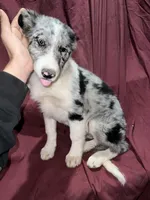 Grumpy, a female Border Collie for sale in Chula Vista, CA – Photo 3 of 9