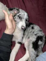 Grumpy, a female Border Collie for sale in Chula Vista, CA – Photo 2 of 9