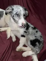 Grumpy, a female Border Collie for sale in Chula Vista, CA – Photo 7 of 9