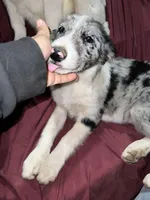 Grumpy, a female Border Collie for sale in Chula Vista, CA – Photo 5 of 9