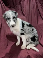 Grumpy, a female Border Collie for sale in Chula Vista, CA – Photo 8 of 9