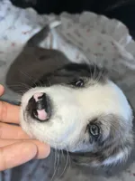Jolly Rancher, a male Australian Shepherd and Border Collie for sale in Chula Vista, CA – 8 of 10